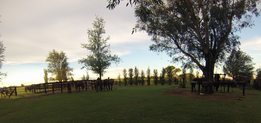 la Candelaria Polo Campo, Gustavo CAPPELLARI campo