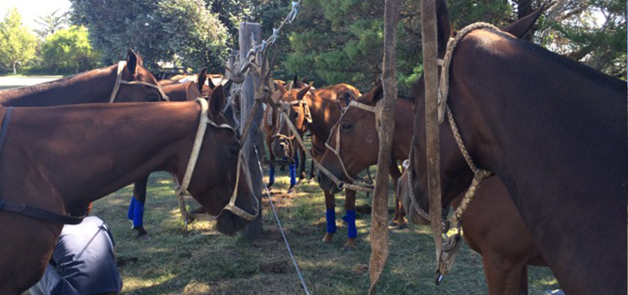 la Candelaria Polo Campo, Gustavo CAPPELLARI chevaux polo 